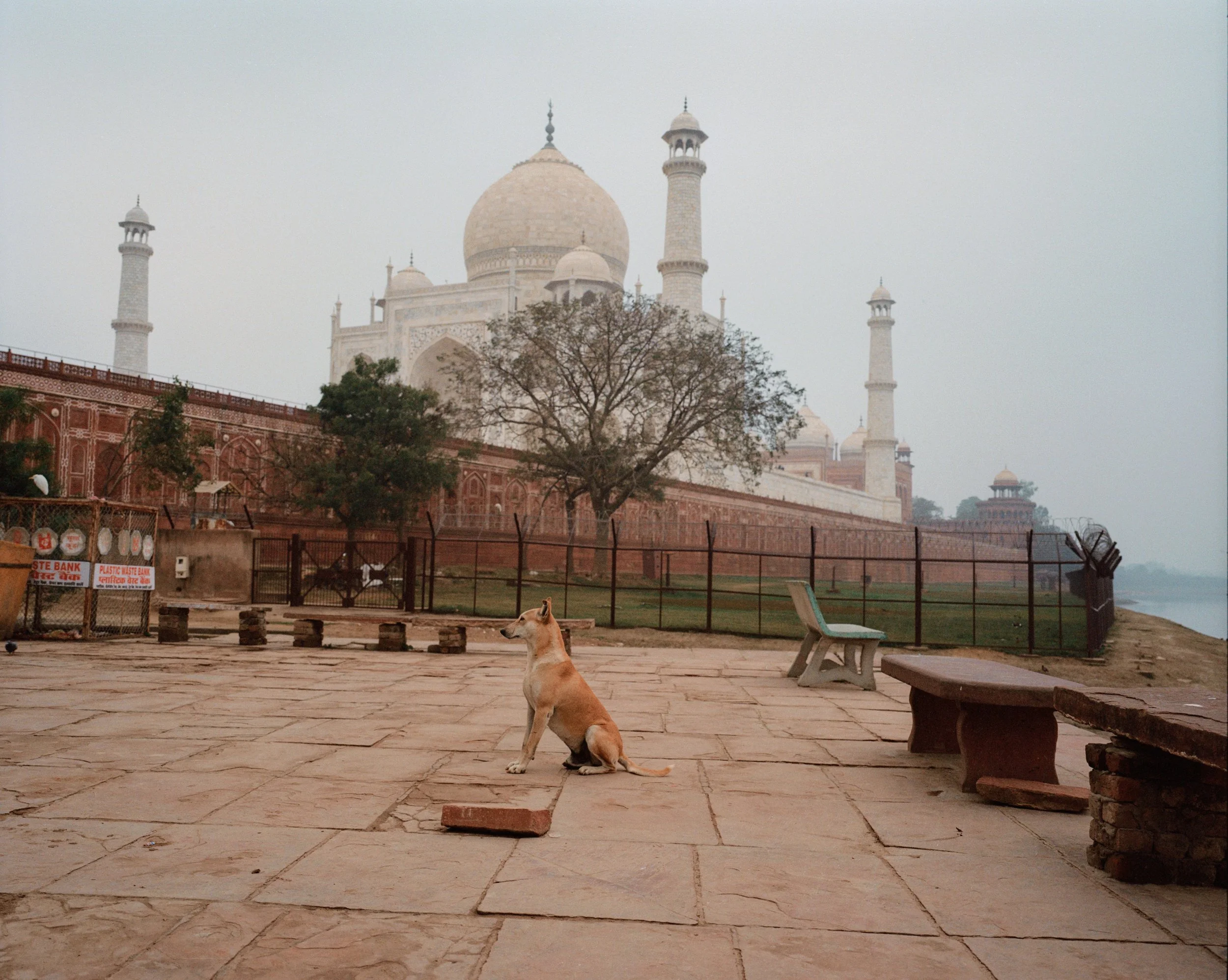 India — Joe Greer